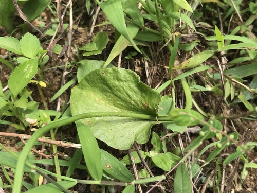 Ophioglossum reticulatum observed 2026-02-06