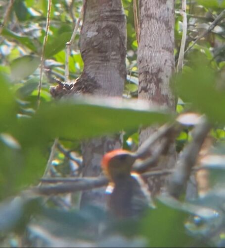 Red-stained Woodpecker