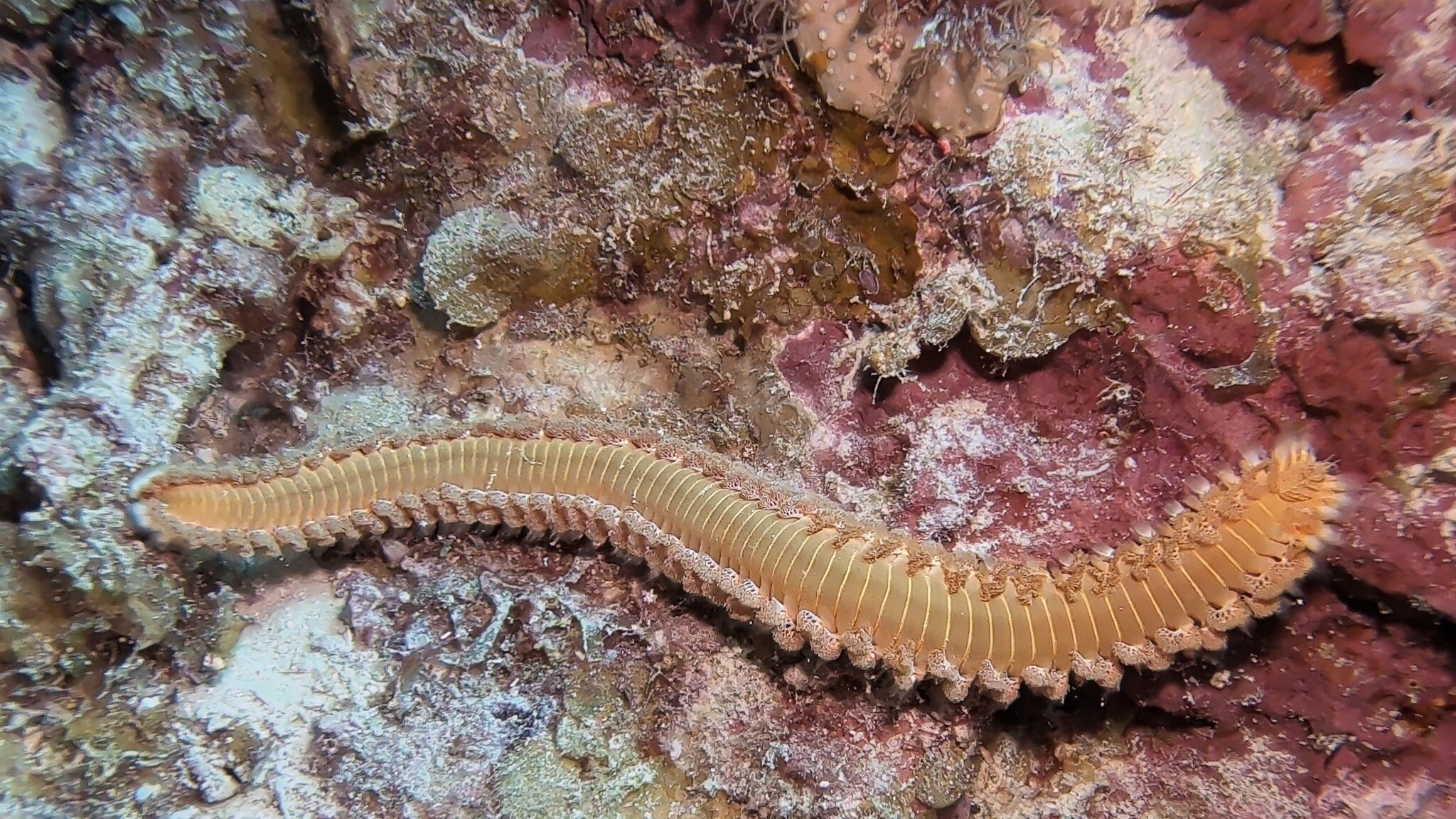 Hermodice carunculata (Pallas, 1766)
