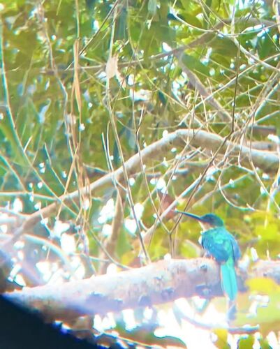 Rufous-tailed Jacamar