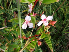 Monochaetum lineatum