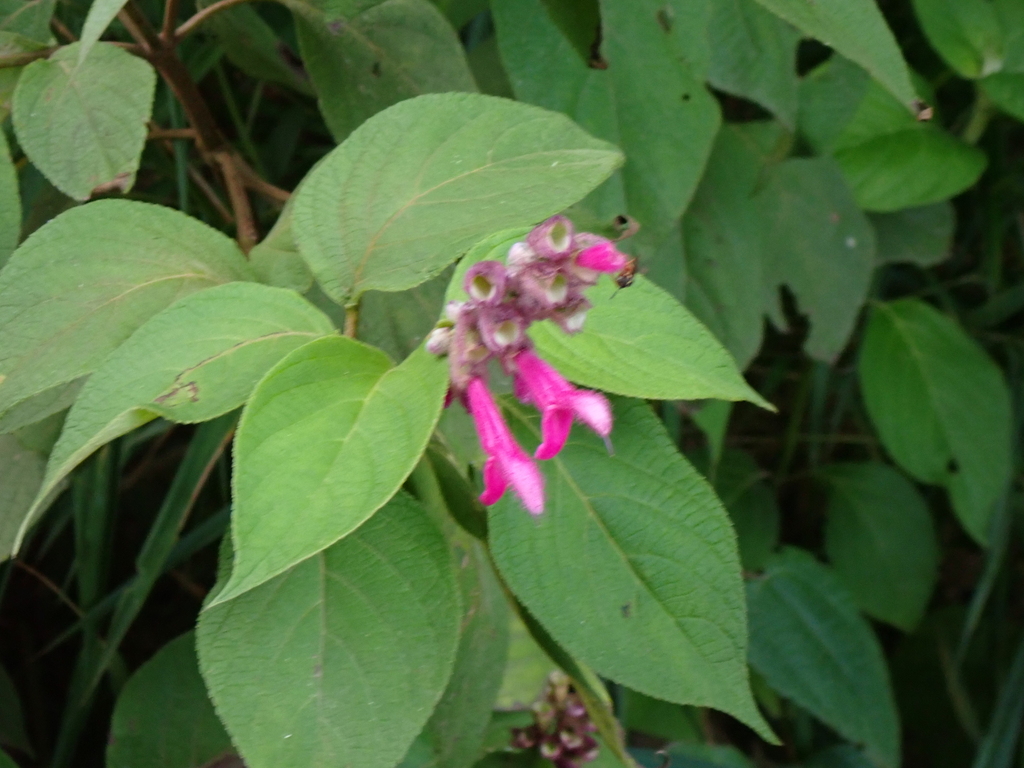 Salvia tortuosa; photograph author not stated, no rights reserved