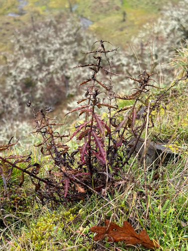 Richardson's Beardtongue (Penstemon richardsonii)