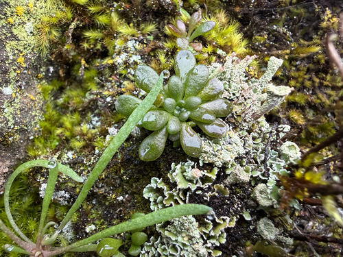 Sedum leibergii