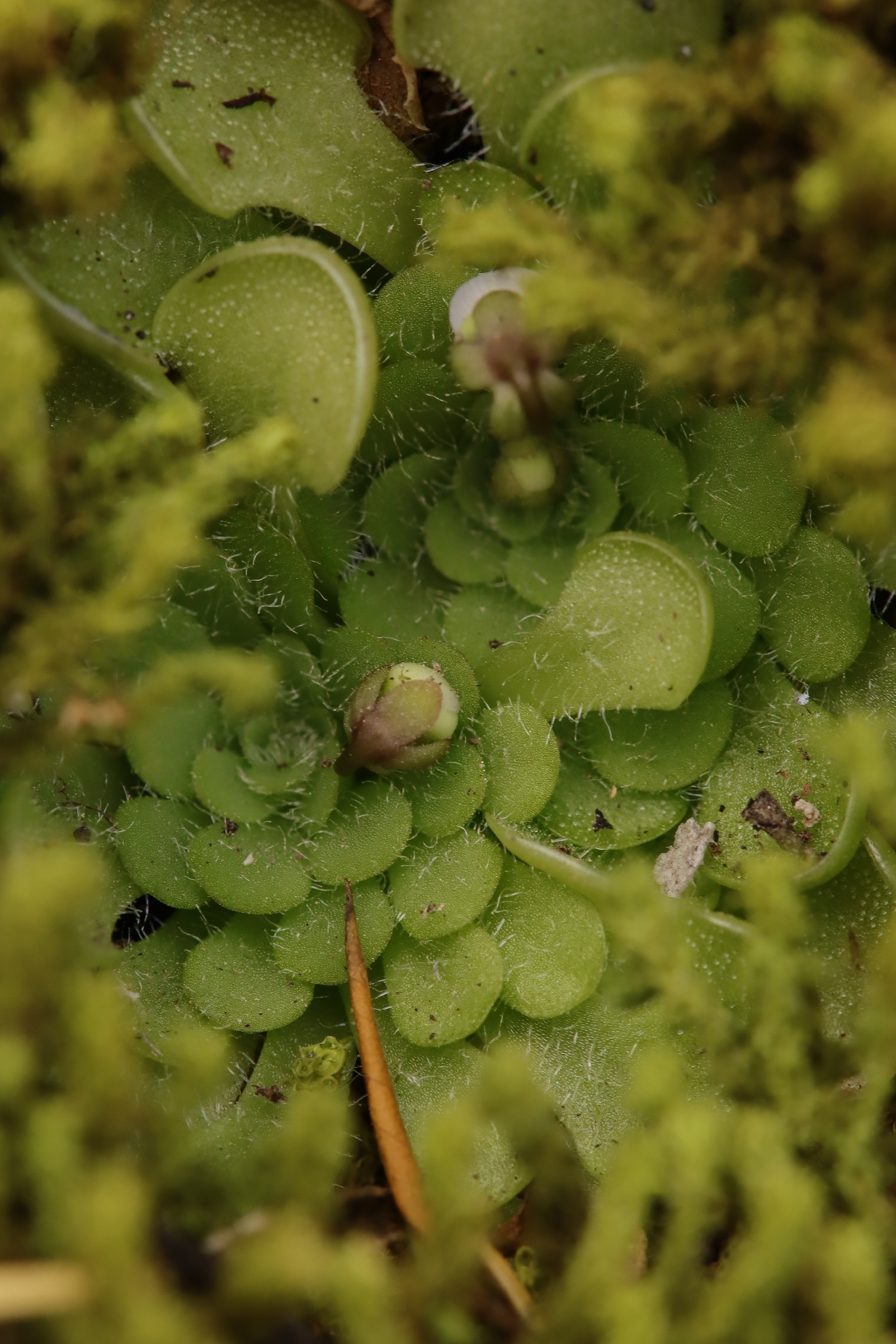 Pinguicula rotundiflora Studnicka 4