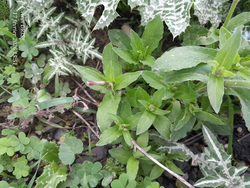 Red-Brown Catchfly (Silene fuscata)