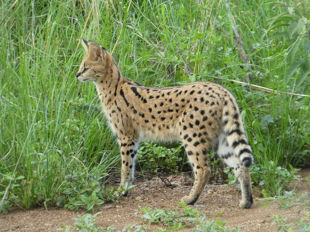 Serval (Leptailurus serval)