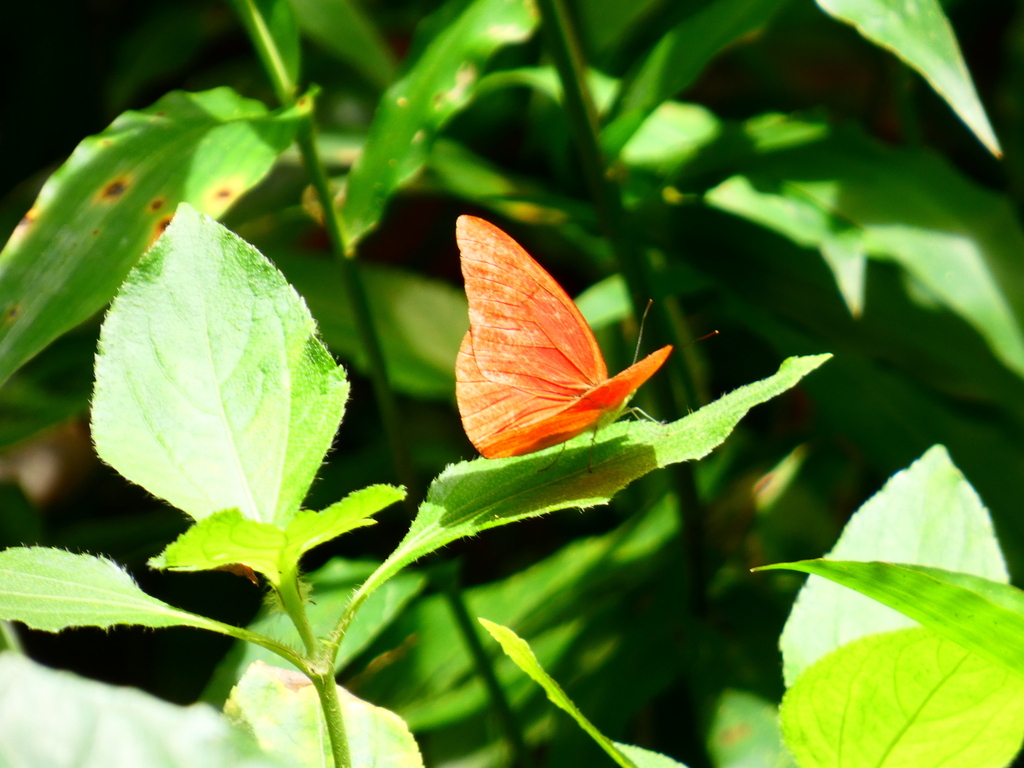 Orange Albatross (Appias nero)