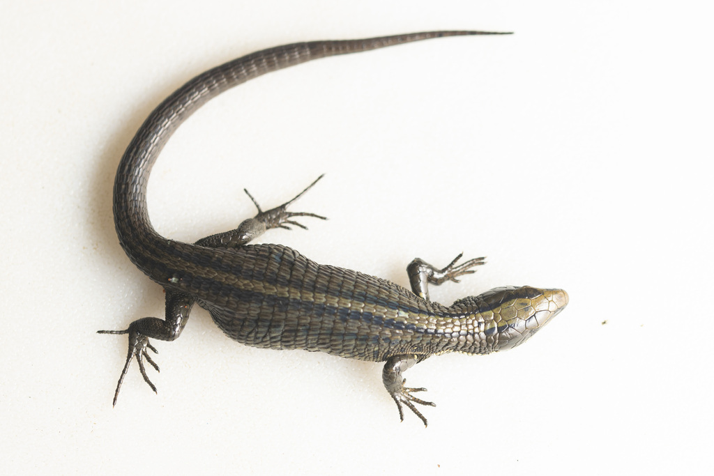 Pholidobolus paramuno