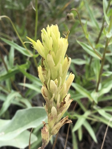yellowish paintbrush (Castilleja lutescens)