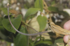 Helicteres baruensis