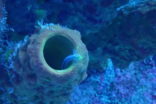 Elacatinus chancei observed 2026-02-08