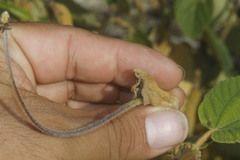 Helicteres baruensis