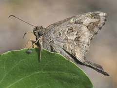 Thorybes dorantes calafia