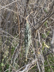 Polystemma cordifolium