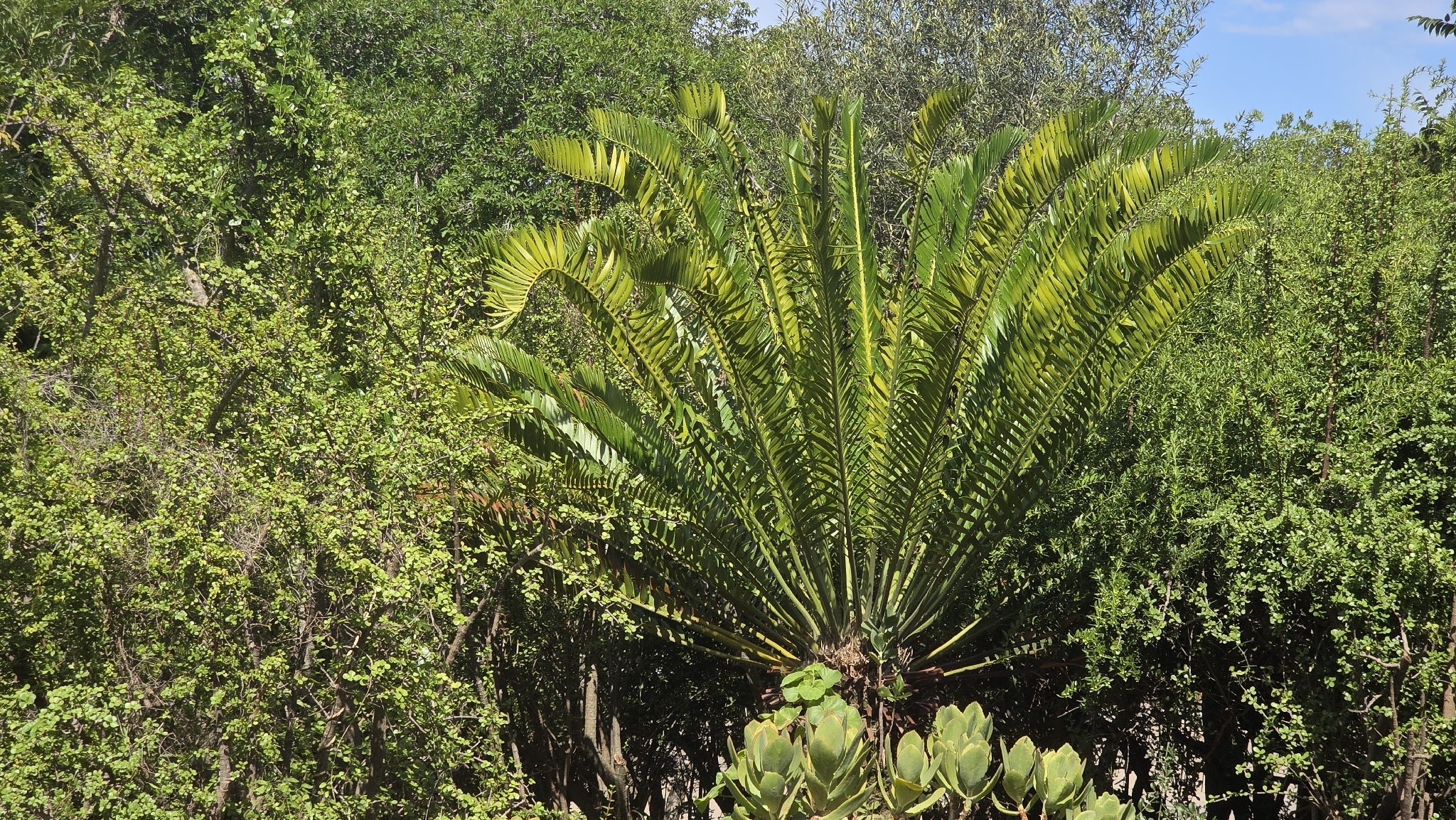 Eastern Cape giant cycad