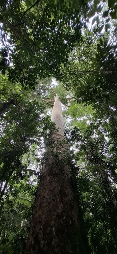Queensland kauri (Agathis robusta)