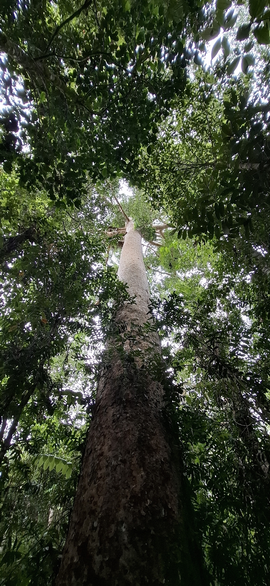 Queensland Kauri (Agathis robusta)