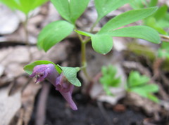 Corydalis intermedia