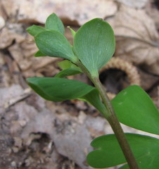 Corydalis intermedia