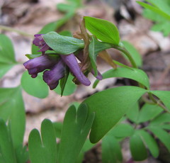 Corydalis intermedia