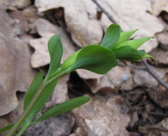 Corydalis intermedia