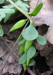 Corydalis intermedia