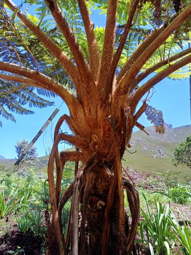 Sphaeropteris cooperi