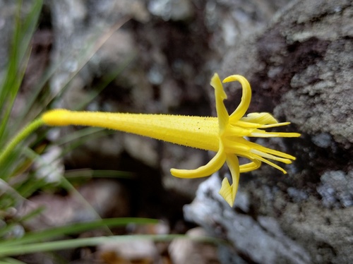 Barbacenia riedeliana