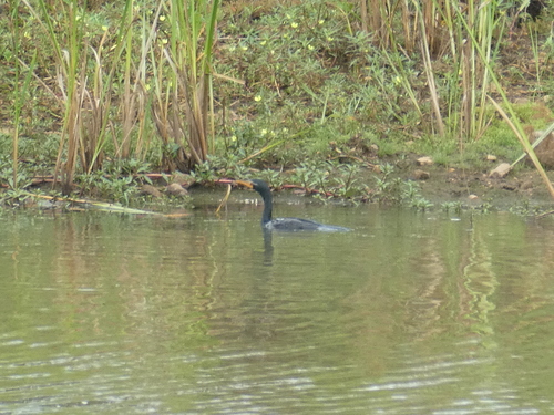 Cormorán africano (Microcarbo africanus)
