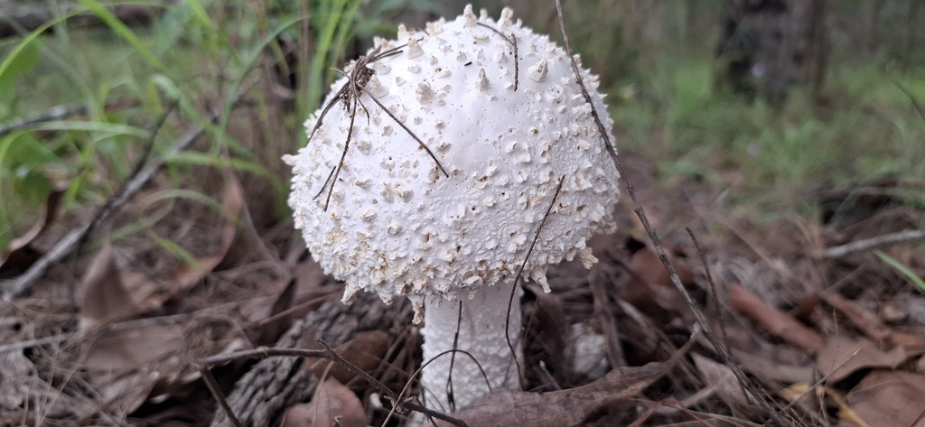 Amanita pyramidifera · February 2026 · photo: © australian-pharmacognosy (iNaturalist, cc-by)