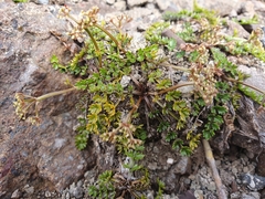 Gingidia decipiens