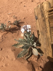 Dimorphocarpa candicans