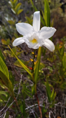 Sobralia liliastrum
