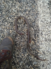 Paraphimophis rusticus