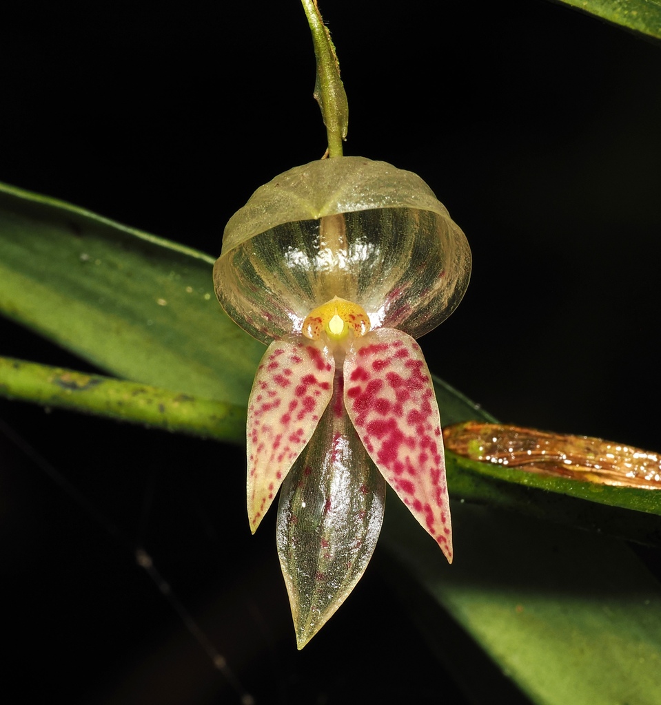 Pleurothallis capitonis