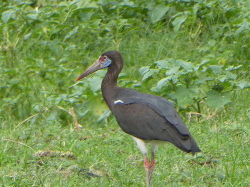 Abdim's Stork