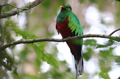 Pharomachrus fulgidus