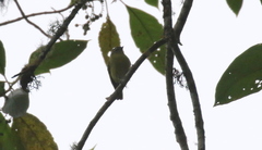 Phyllomyias nigrocapillus