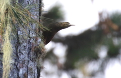 Dendrocolaptes picumnus