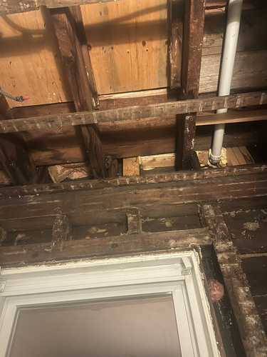 Little Brown Bat observed by soft_pine