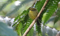 Silvicultrix diadema