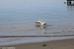 Phoenicopterus chilensis