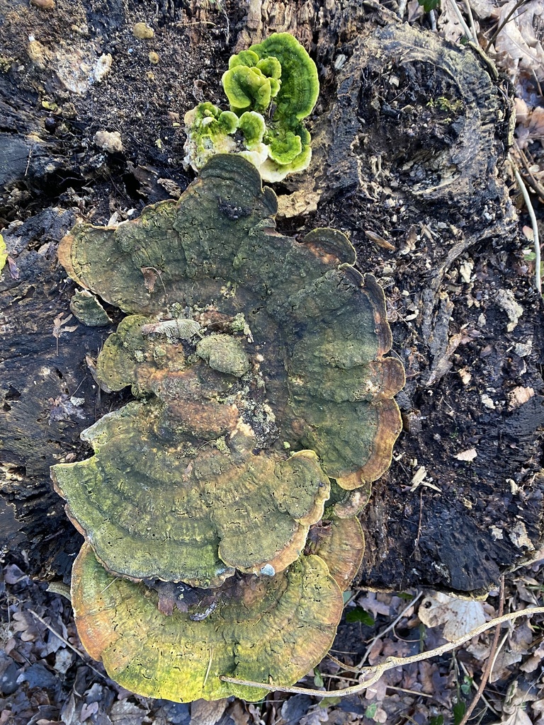 Trametes gibbosa · February 2026 · photo: © katharinegk (iNaturalist, cc-by)
