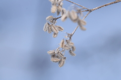 Torilis japonica, photograph daksu, CC BY, iNaturalist via GBIF