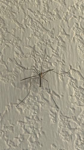 Unknown species found near Carmel Ave, Marina, CA, US