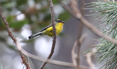 Myioborus flavivertex