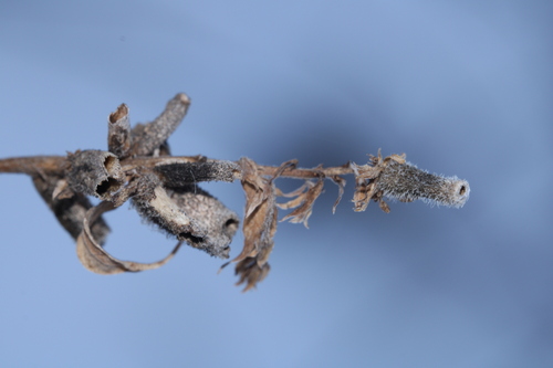 Unknown species found near Washtenaw County, MI, USA
