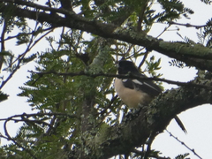 Laniarius major mossambicus