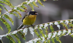 Myioborus flavivertex